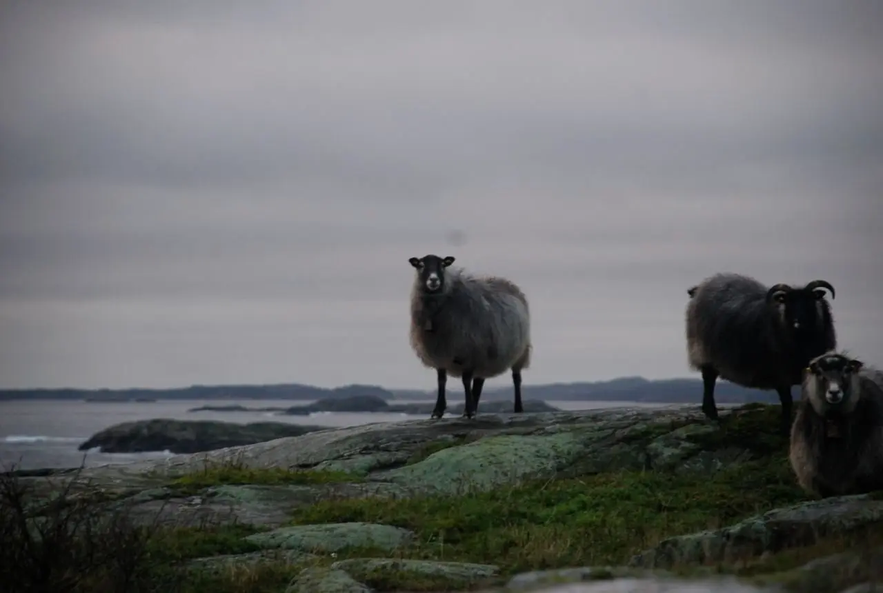 Foto fra tur med Fyr til Fyr