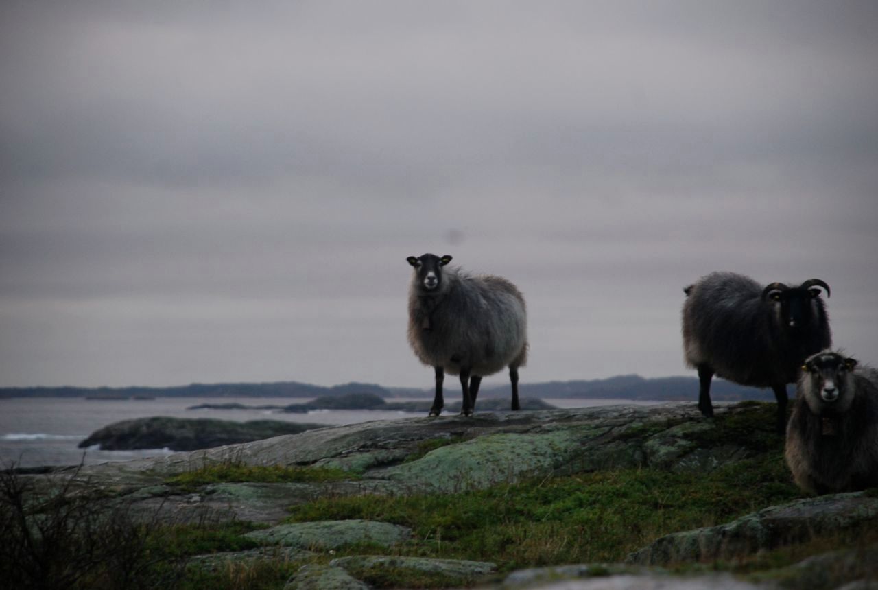 Sauer på en holme i Väderöarna
